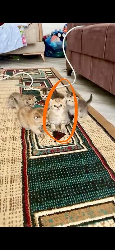 взять котёнка бесплатно: Шотландская, Самец, Бесплатная доставка — 4