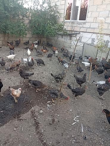 broyler yumurtasi satisi: Toyuq, Damazlıq — 3