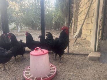 brahma toyuqları: Курица, Australop, Для разведения — 3