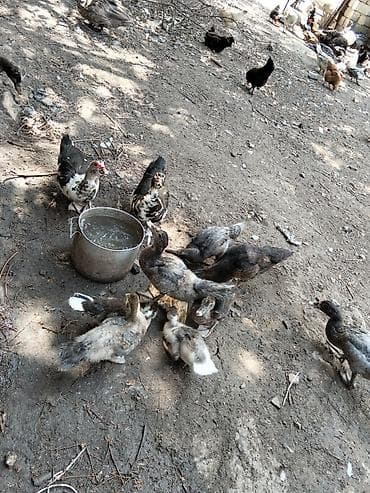 bildircin satisi: Boyuk balaca ördəklər satılır ünvan Xırdalan — 5