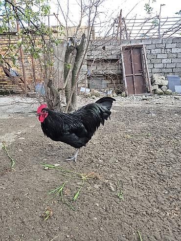 sumatra xoruz: Xoruz, il: 1 — 4