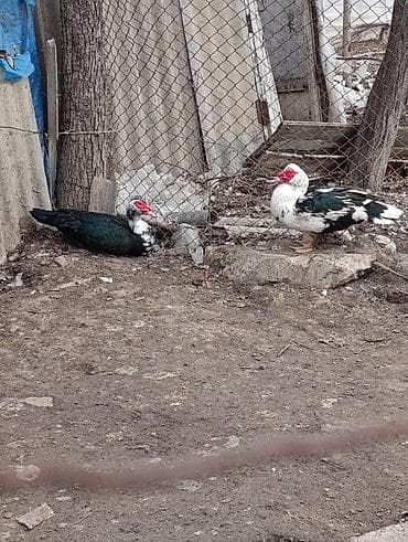 azəri pişik adları: Erkək, | Lal ördək, Damazlıq, Ödənişli çatdırılma — 1