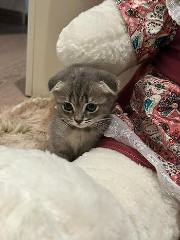 pişik yuva: Şotland yastı qulaq, Dişi — 2