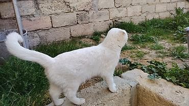 satiliq pisikler: Şotland, Dişi — 2