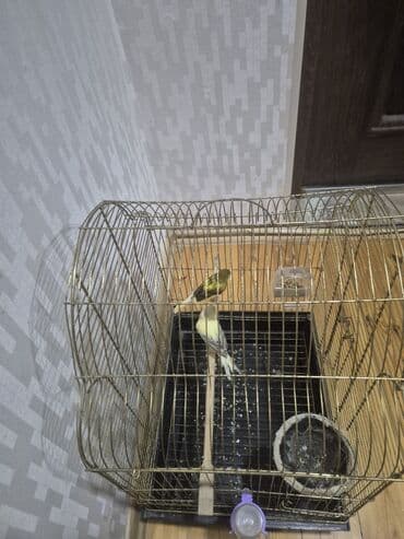 elf bar en ucuz: Kanarya Hazir cütdü 70 azn — 6