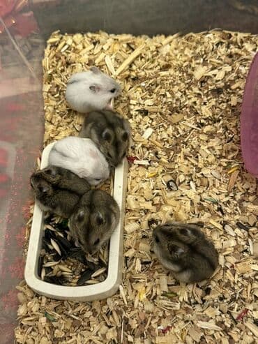 Digər avtomobillər: Cırtdan hamsterlər – Dwarf hamster balaları - Növ: Cırtdan — 2