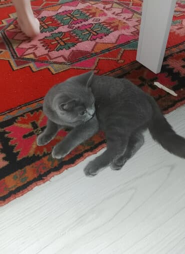 Britan, Erkək, Ünvandan götürmə