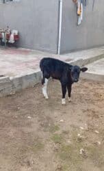 bmw 3 серия 328i at: Erkək buzovdur — 1