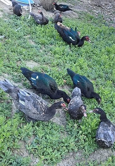 bala dovşanlar: Erkək, Ətlik, Pulsuz çatdırılma — 2