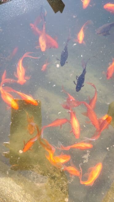 oskar balığı: Koi, Sülhsevər, Ünvandan götürmə — 2