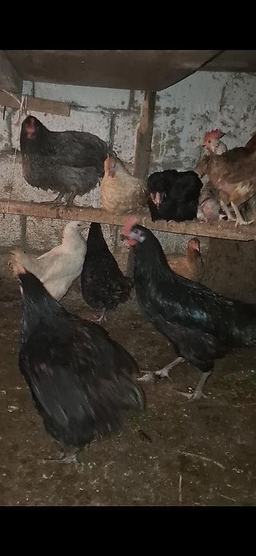 akvarium baliqlari satilir: Toyuq, Ətlik — 6