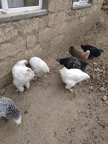 broyler cuce satisi: Toyuq, Yumurtalıq — 2