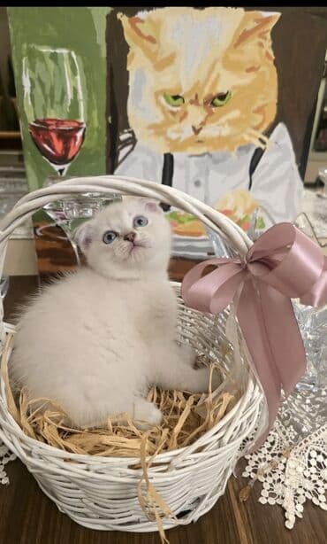 50 ile 400 arasi cins saf qan saqlam pisiklerimiz var sekilde olmayan