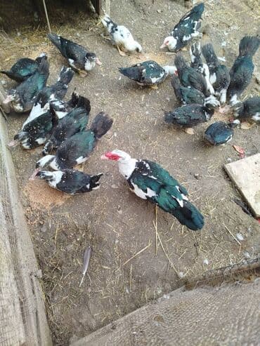 cins ineklerin qiymeti: Самец, | Lal ordek, Для мяса, Самовывоз — 1