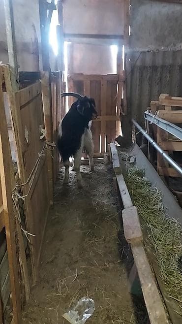 keçi: Çəpişlər hamısı erkəkdir.hamısı rayon çəpişləridir qiymətləri — 1