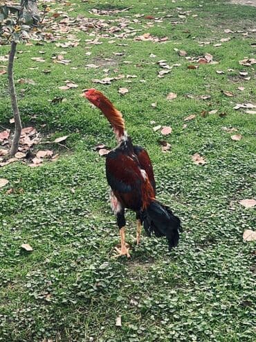 cuce ve xoruz: Xoruz, il: <1 — 5