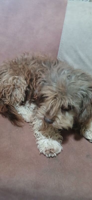 coban it adlari: 4 il, Erkek, Peyvəndli, Ünvandan götürmə — 8