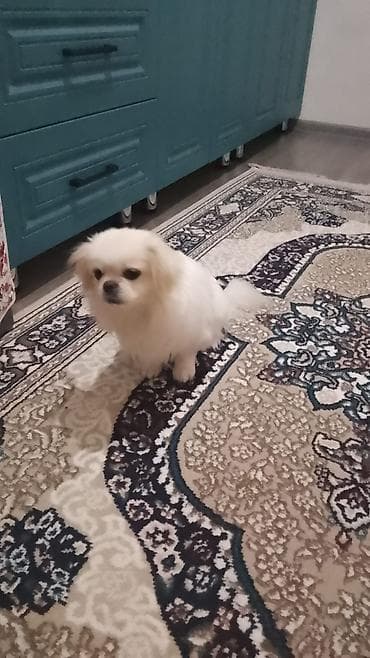 Собаки: Пекинес, 8 месяцев, Самка, Бесплатная доставка — 7