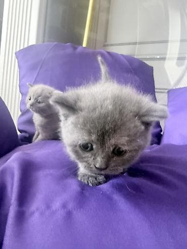 kangal balası: Britan — 9