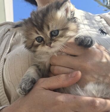 pişiyə verilən adlar: Britan — 2