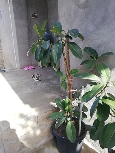 2021 sekili: Geniş yarpaqlı “Ficus elastica” (rezin ağacı) saksı bitkisi - Növ — 2