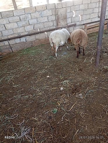 pekines bala: Orta yas heyvandi disleri hamisi agzindadi qoc icinde olub yaninda — 1