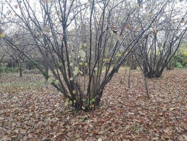 Moskviç: 5 otaqlı, 150 kv. m, Kredit yoxdur, Orta təmir — 5