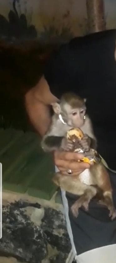 kənd toyuqlarının satışı: Tam saglamdi komandalari bilir telimi car Meymun – balaca ölçülü — 1