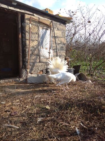 ağ kəklik: Salam aleykum. Satışda bir cüt ağ tovuzquşu var. 6 ayliqdirlar. cütü — 5