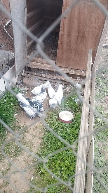 Göyərçinlər koven balalardi coxu - Növ: ev göyərçinləri (ağ və ala