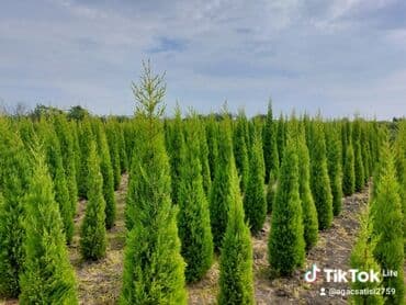 ağac dərmanları: Xurma (persimmon) tingləri – torf komları ilə - Növ: şirin xurma — 8