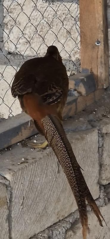 Qirqovul qizili tam saglam tək xoruzdu bakiyada gönderirəm 1 illikdi