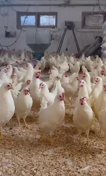 cuce qefes: Yumurtaliĝ toyuĝlar kim isdese zahaz vere biler rayonlara catdirma — 2