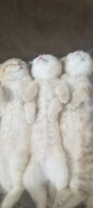 sort pişiklər: Britan — 1