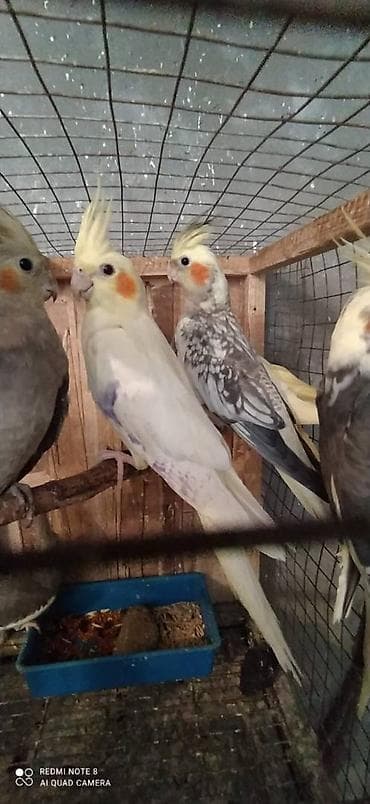 kirpi satisi: Salam. Karella adi ile taninmis olan quslar satilir'yaslari 1ay 15 — 5