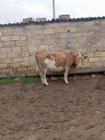 erkek dana satilir: Südlük/damazlıq inək - Cins: yerli qarışıqlıq, açıq-qəhvəyi rəngli — 6