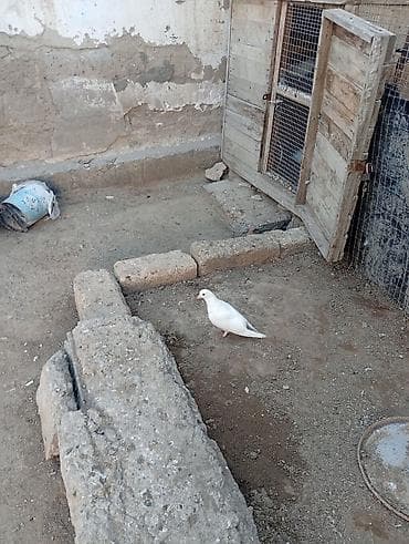 qaz nece gune bala cixarir: Salam quşlar goz qabaxindadir 2sinde tutulma erkəydi real alıcıya — 3