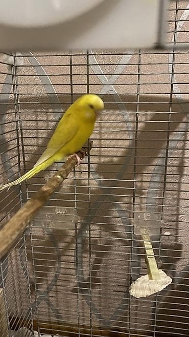 amadin satilir: Yuva as bala al hazır cüt quşlar satılır hal hazırda istirahət — 4