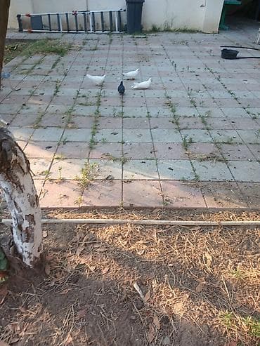 sabuncu quş bazarı: Ev göyərçinləri – müxtəlif rəng və formalar kom satilir 16 denedi — 4