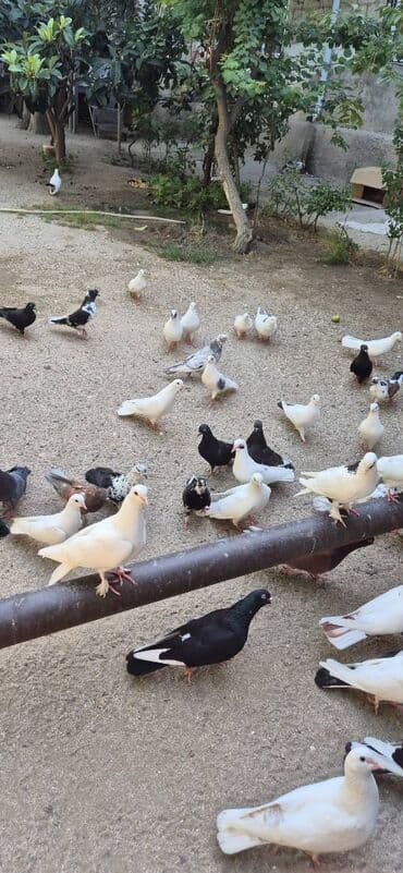 сколько стоит щенок акита ину: Göyərçin satılır. 250 azn — 4