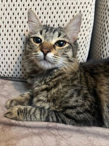 Gəmiricilər: Dişi, Yaxşı əllərə, Ünvandan götürmə — 2