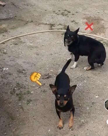 поводок для собак: Миниатюрный пинчер, 2 года — 1