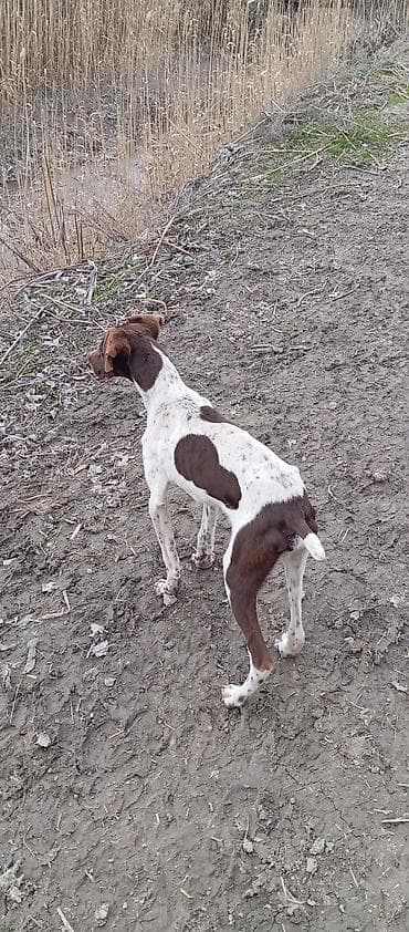 heyvan şekilleri: 5 ay, Erkek, Peyvəndli, Ünvandan götürmə — 4