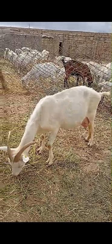 Südçülük üçün keçilər sürüsü SANEN ALPİN MACAR CİNSLERİ ANA KEÇİLER