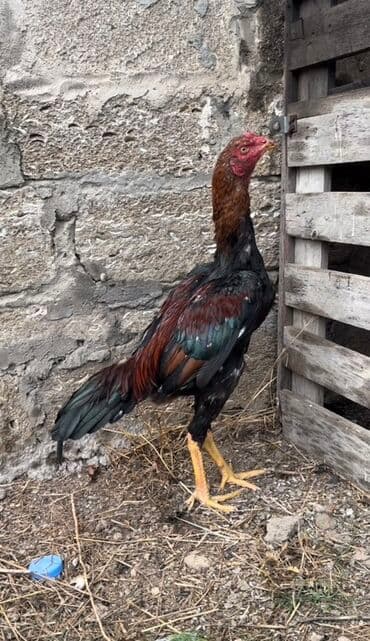 Xoruz, Heyratı, il: >5