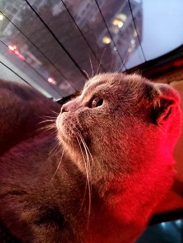 şotlant pişiyi: Şotland yastı qulaq, Erkək, Ünvandan götürmə — 4