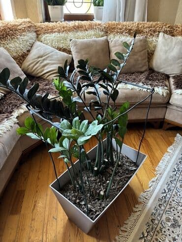 nəzər gülünə qulluq: Zamioculcas zamiifolia (Zanzibar daşı) bitkisi ilə hər məkana təbiət — 3