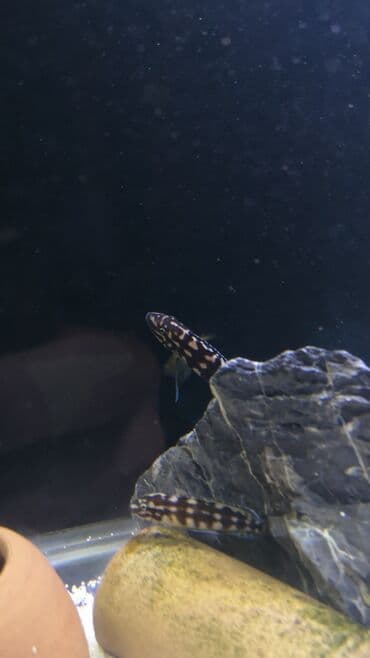 akvarium balıq növləri: Cixlid balığı, Yırtıcı, Ünvandan götürmə — 5