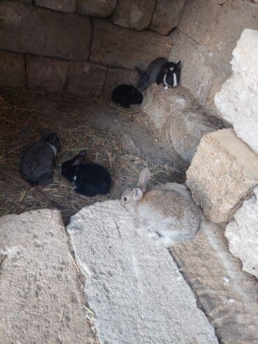 qurdbasar balaları: Satılır: dovşan balaları - Rənglər: qara, boz, ağ-qara və açıq — 2