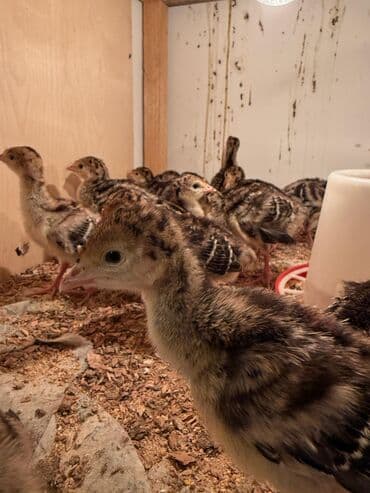 bakida cins ineklerin satisi: Ünvan Saray Sumqayıt Bronz Növ Hinduşka Qiymət 7.5 manat İsdelinen Say — 4